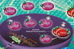 Cell signal transduction reagents for flow cytometric analysis