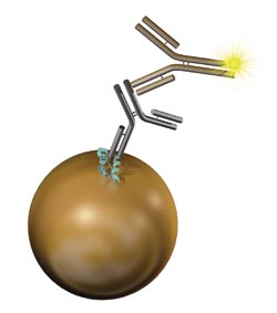 Antigen immobilisation for sensitive immunoassays