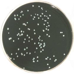 Legionella isolation medium for water samples