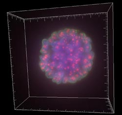 Imaging system at the very heart of cancer cell research