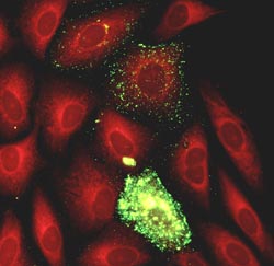 Rubella monoclonal antibodies