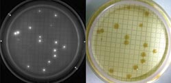 Rapid microbial detection using fluorescent staining