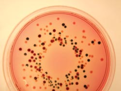 Microbiology in colour