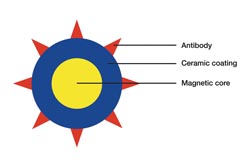 Lab M demonstrates its bacterial magnetism