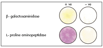 Rapid colorimetric test for <em>Candida albicans</em>