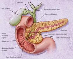 Faecal elastase: testing for pancreatic exocrine insufficiency