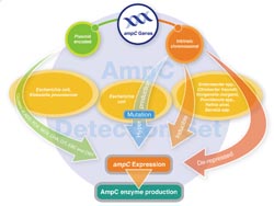 Antibiotic resistance: the changing face of an ongoing challenge