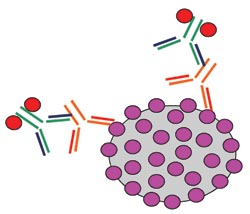 Detection of anti-tTG using chemiluminescence technology