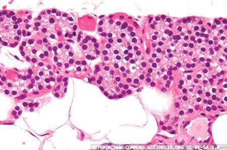 Parathyroid hormone assay control