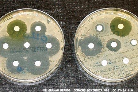 Susceptibility testing  study: an evaluation of  i2a antibiotic disks 