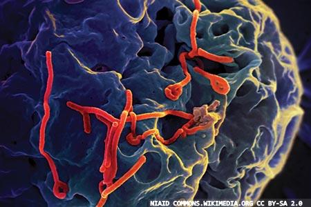 Ebola virus haemorrhagic disease:  a look in the current literature