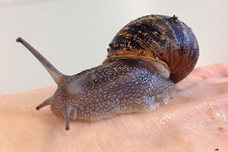 Snail mucus: antimicrobial properties found in common species of mollusc