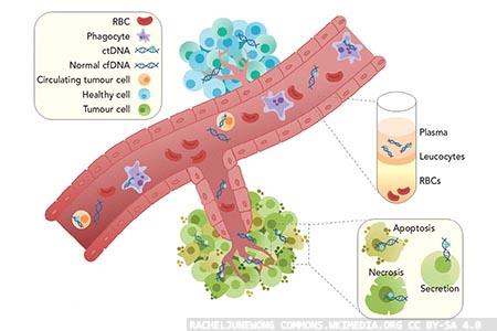 Cell-free DNA and testing  for cancer: a brief look  in the literature