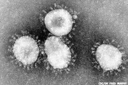 Pandemic coronavirus: an overview of SARS-CoV-2 and COVID-19 disease