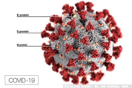 Whole pathogen molecular controls for SARS-CoV-2 unveiled 