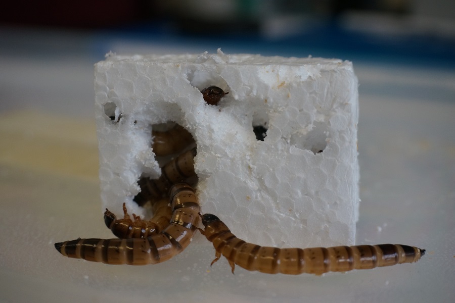 A species of worm with an appetite for polystyrene