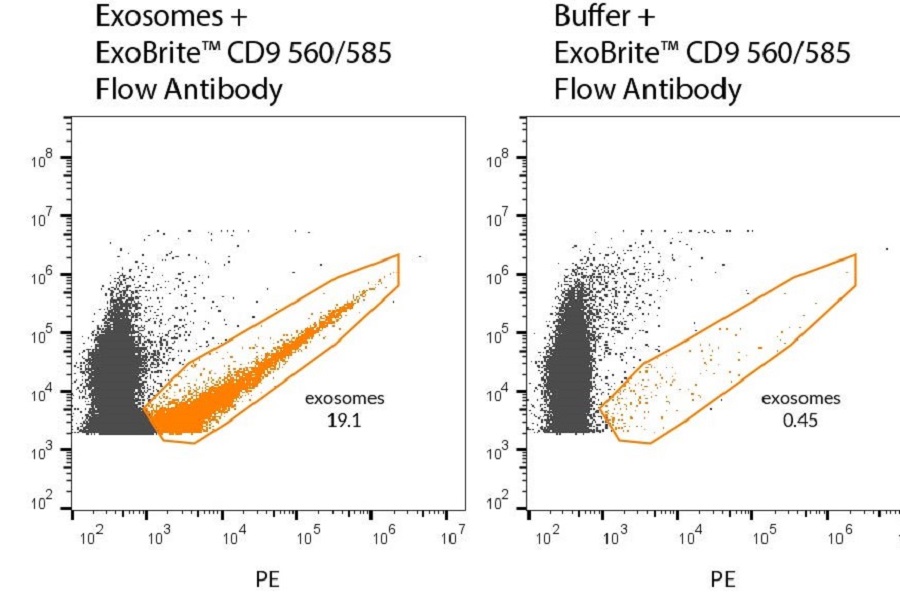 New line of antibodies for exosome detection
