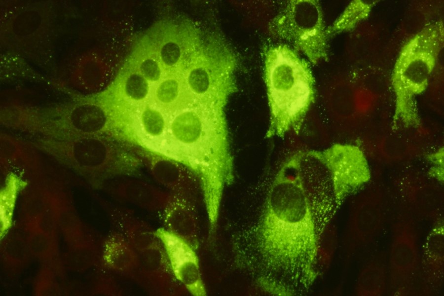 New canine coronavirus antibodies from ViroStat