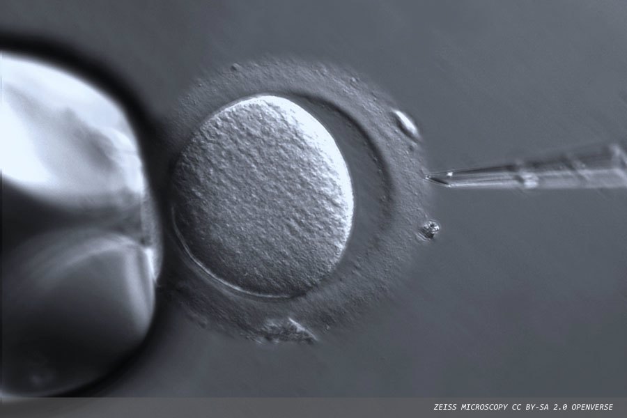 Improving efficiency in oestradiol testing for rapid IVF support