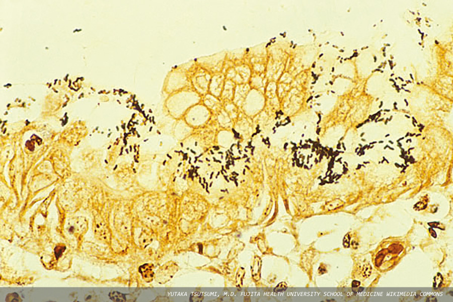 Bacteriophages vs. antibiotic resistance: opportunities in the latest scientific literature