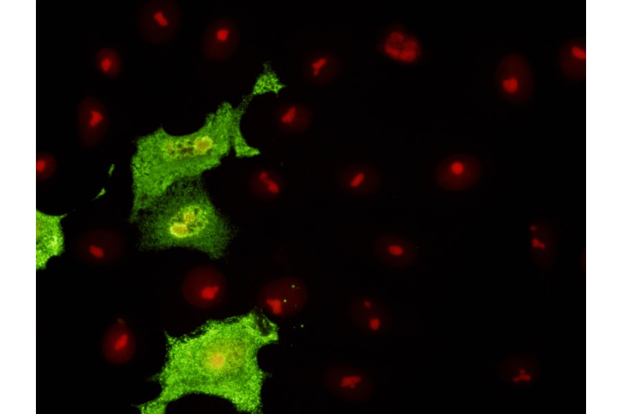 Monoclonal antibodies to avian influenza viruses