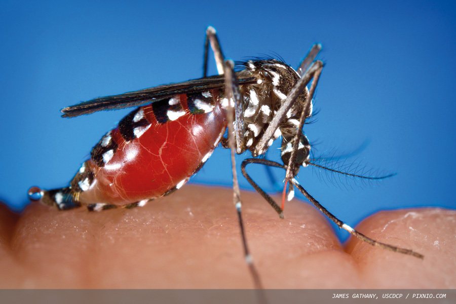 Tropical diseases on our doorstep: is it time to wake up?