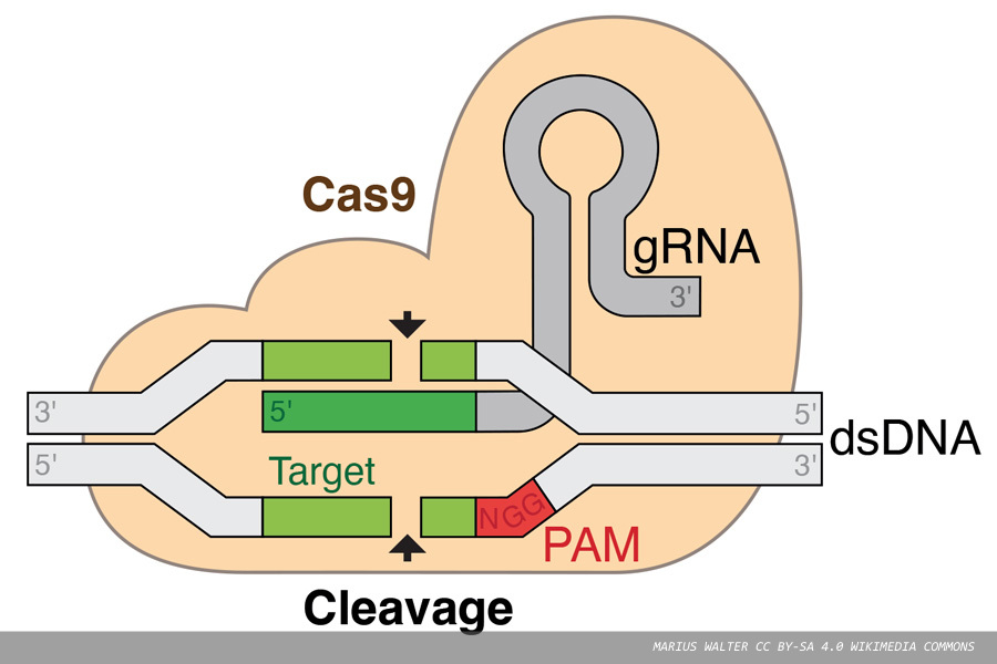 Clustered regularly interspaced short palindromic repeats: research at the cutting edge of biomedicine