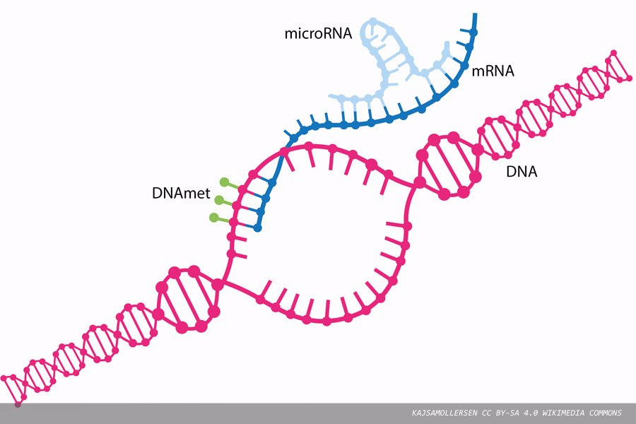 Post-transcriptional gene regulation and the role of microRNAs