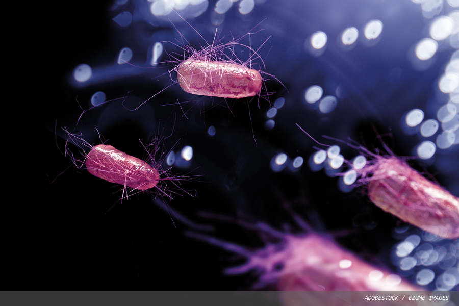 Escherichia coli: an exploration of its role in human health and disease