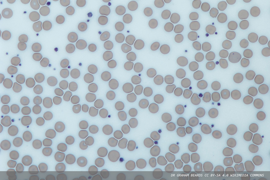 Platelets and platelet counting: a selection of recent topics of investigation