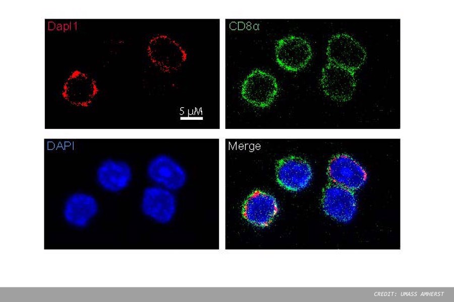 Immunologists discover memory in pathogen-fighting cells